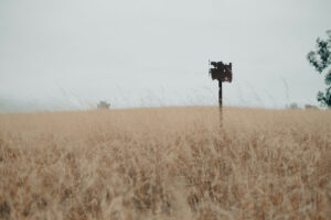 Self Disclosure in Counselling